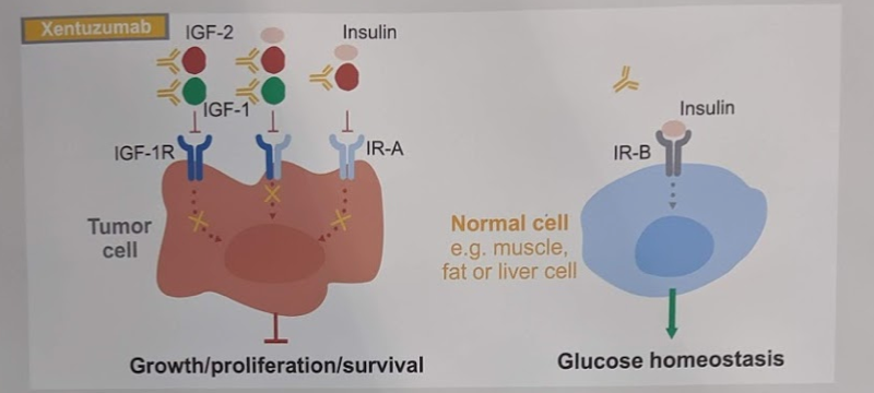 ASCO2019_xentuzumab.png