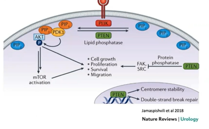 ASCO_GU_PI3K_signaling.png