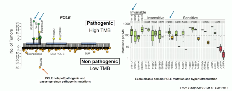 ESMO_POLE_exonuclease.png