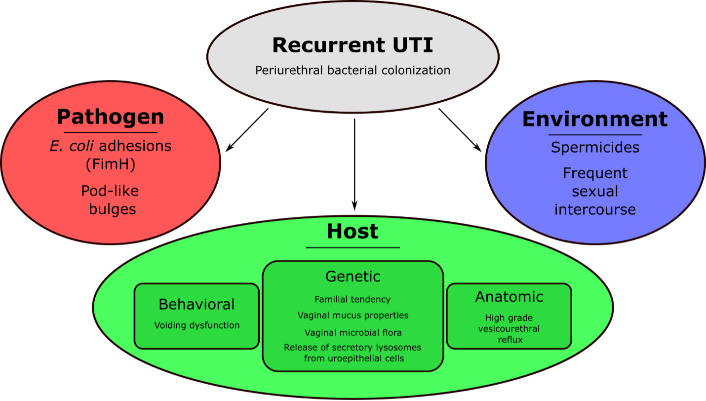 Elements_of_recurrent_uti.png