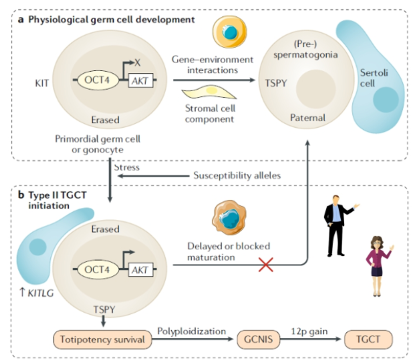 GCNIS_block_GermCellTumorDevelopment.png