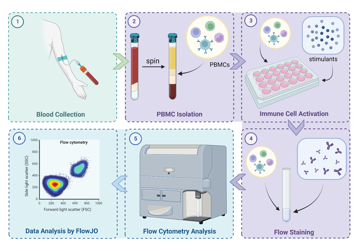 PMBC_Flow_Staining_Workflow.png