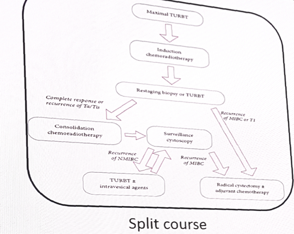 SplitCourse 1