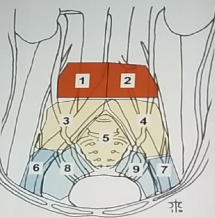 UroToday ERUS2018 Lymphadenectomy zones