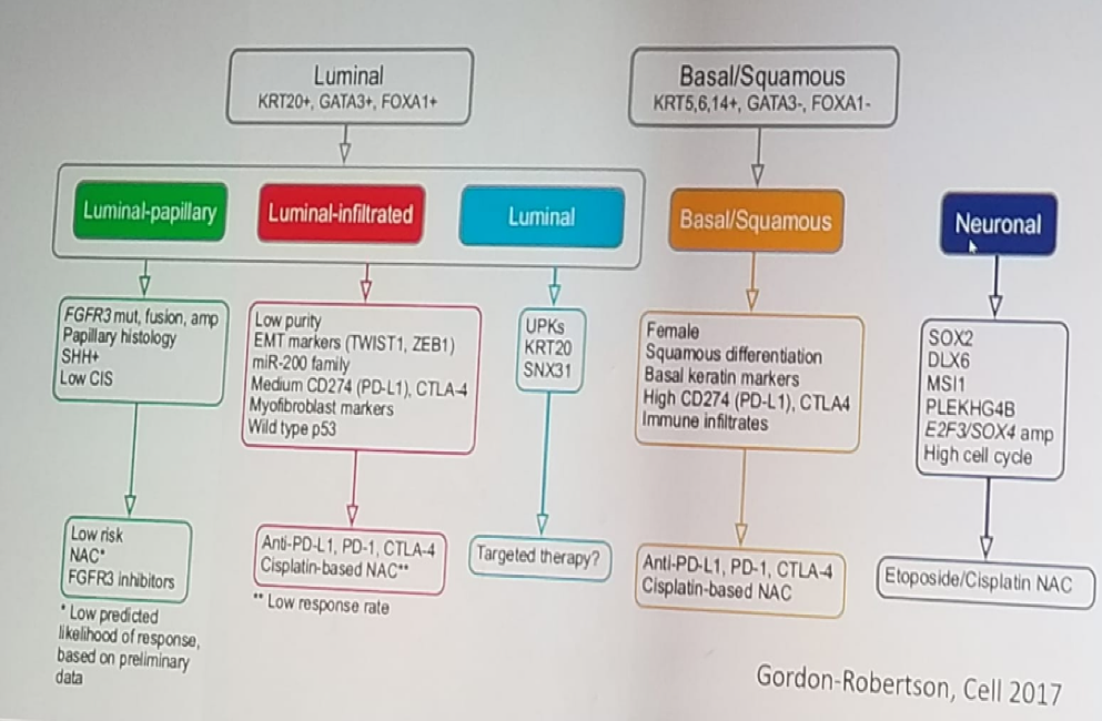 UroToday ERUS2018 Molecular characterization of muscle invasive bladder cancer