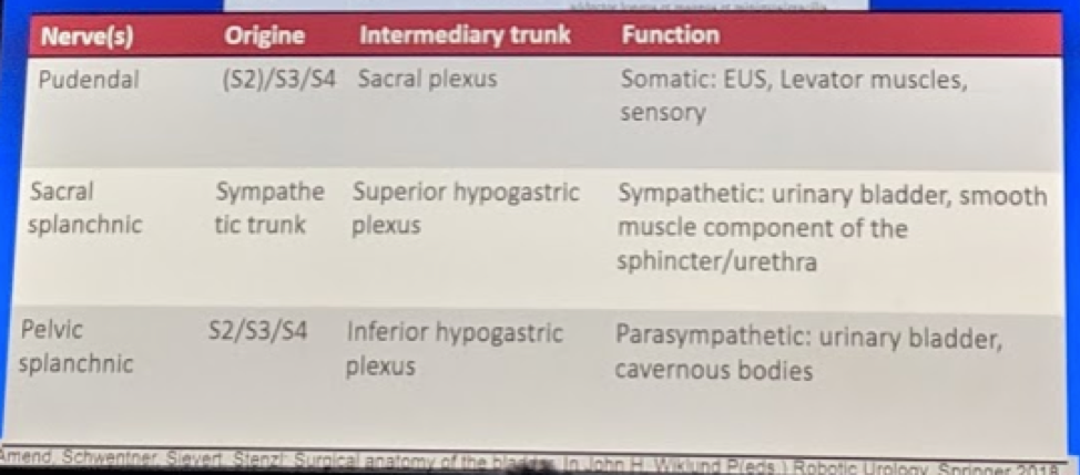 UroToday ESOU19 nerve pathways of relevance to functional preservation