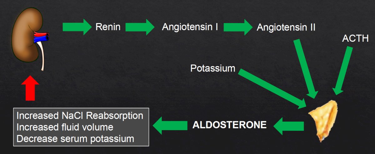 Conn’s Syndrome.jpg