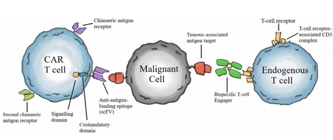 Targeting Tumor Stroma - Oncology & Cancer Treatment