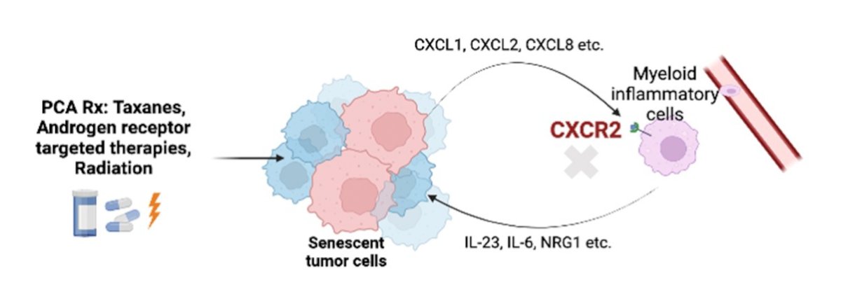 CXCR2 receptor axis.jpg