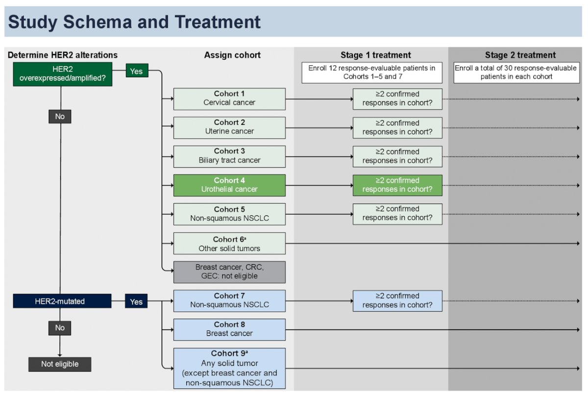 HER2 alterations bladder cancer.jpg