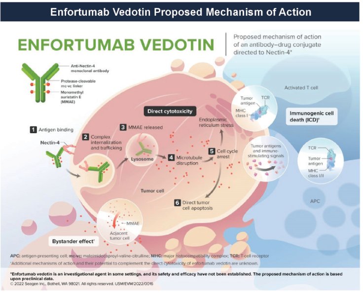 ASCO GU 2023: EV-104: Phase 1 Study of Intravesical Enfortumab Vedotin ...