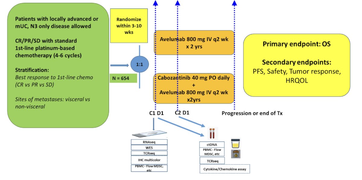 MAIN-CAV trial flow