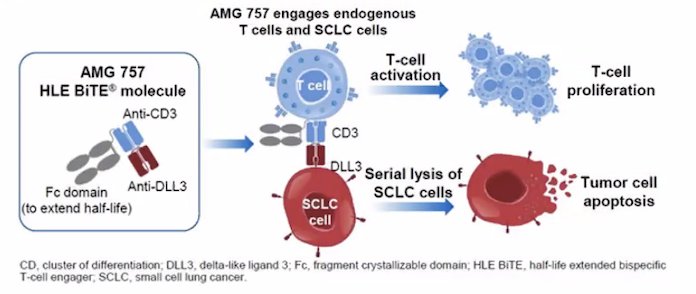 t cell illustrations