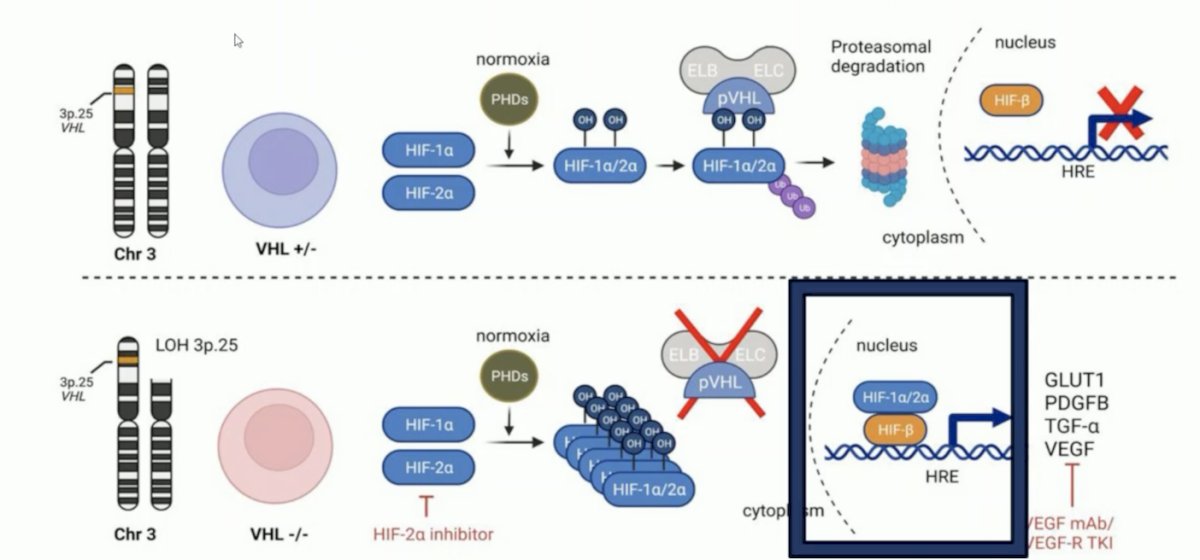 VEGF TKIs illustration