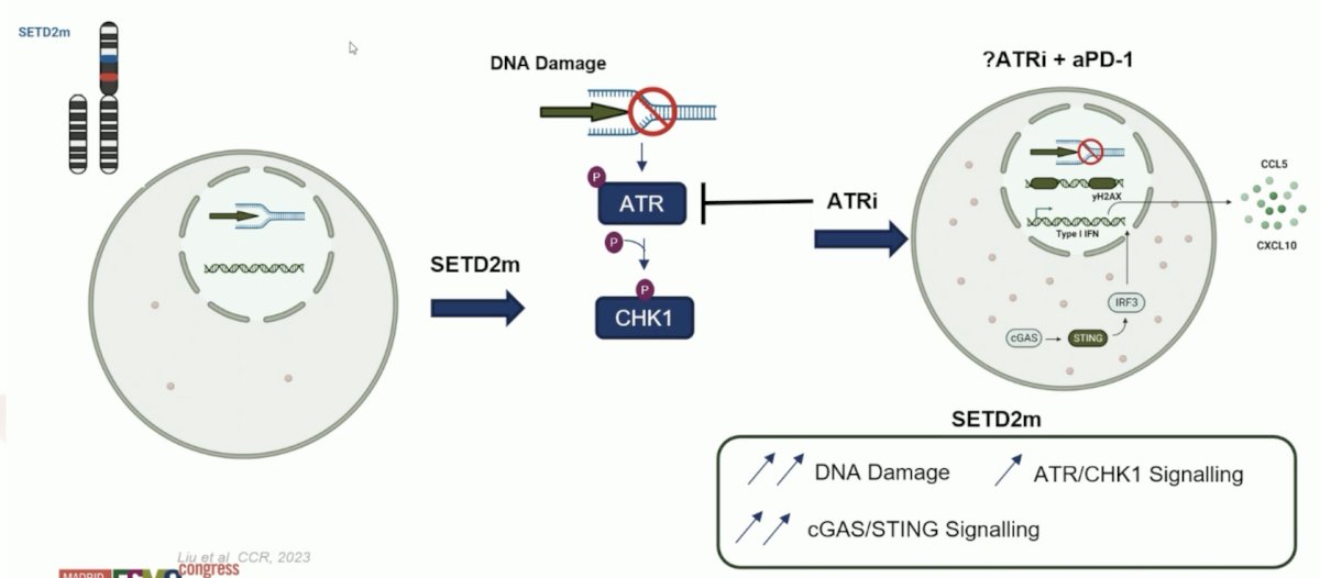 dna damage illustration