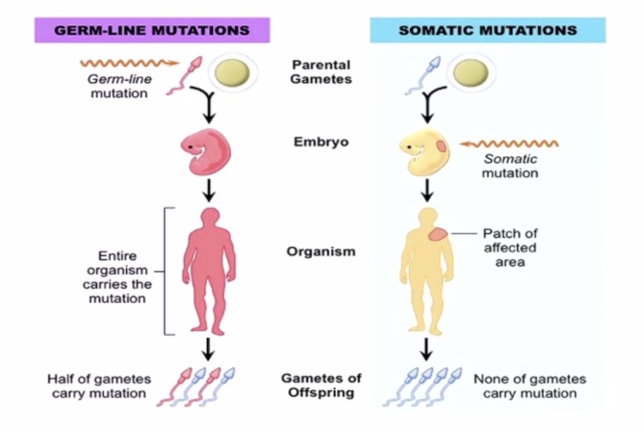 mutation illustration