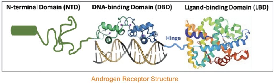 ligand-binding domain (LBD) of the androgen receptor (AR) illustration