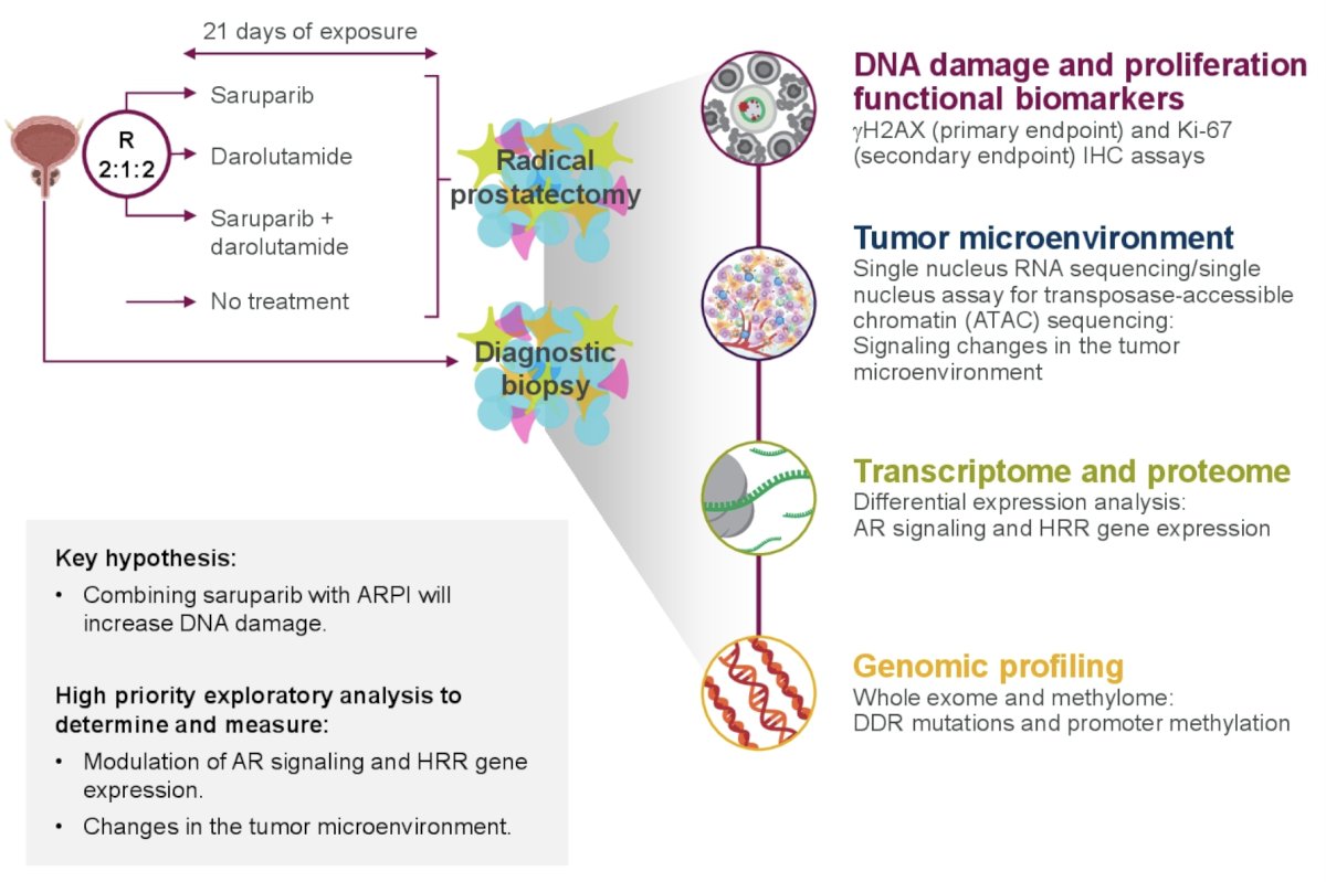 ASCO GU 2024: ASCERTAIN: An Open-Label, Randomized, Phase 1, Window-of ...