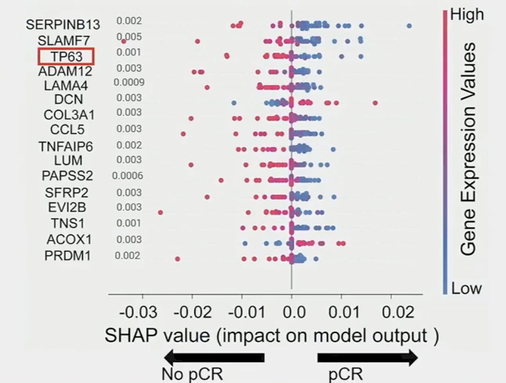 interpretable model autonomously learned that expression of biologically relevant genes is critical for pCR prediction, in particular TP63