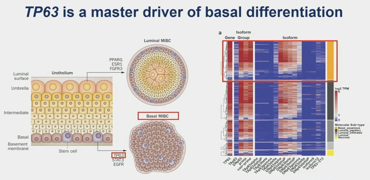 TP63 is a transcription factor that is a master driver of basal differentiation