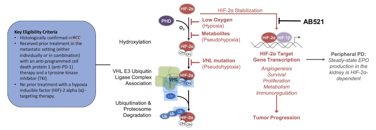 AB521 monotherapy