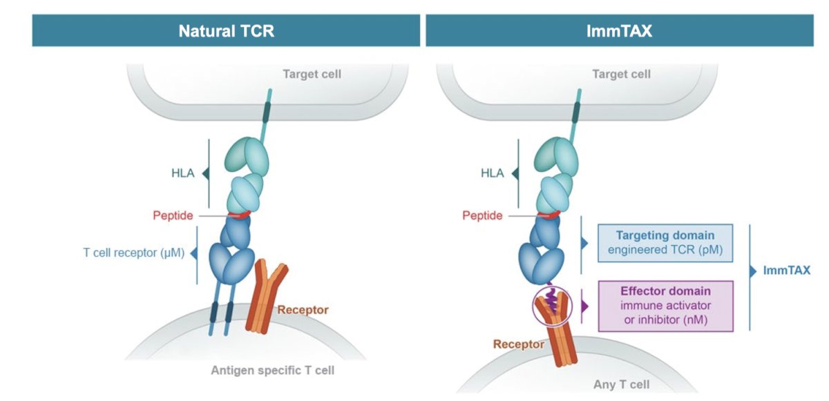 IMC-F106C in advanced PRAME-positive cancer