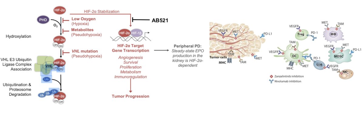 zanzalintinib (XL092) combined with either AB521 or AB521 + nivolumab