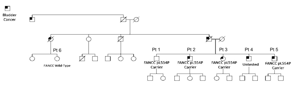 FANCC bladder cancer branch pathway