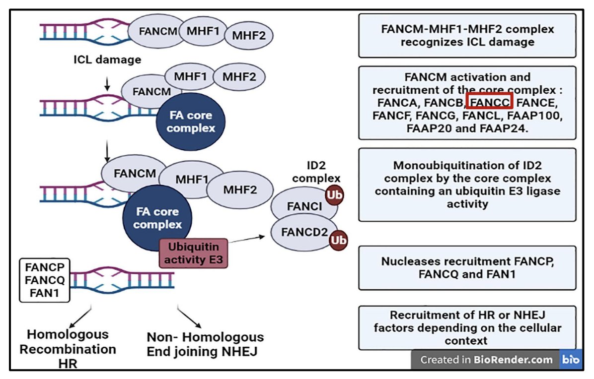 ICL damage and FANCC illustration