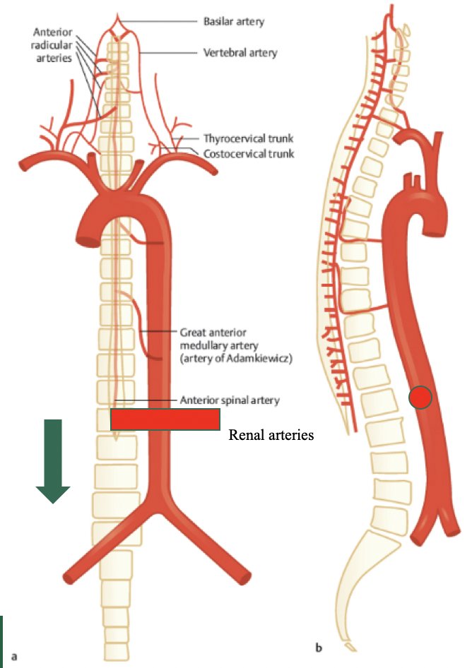 renal arteries