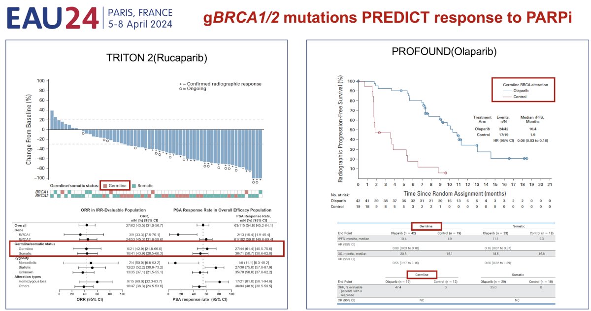 germline (and somatic) BRCA1/2 mutations experience superior responses to PARP inhibitor therapy
