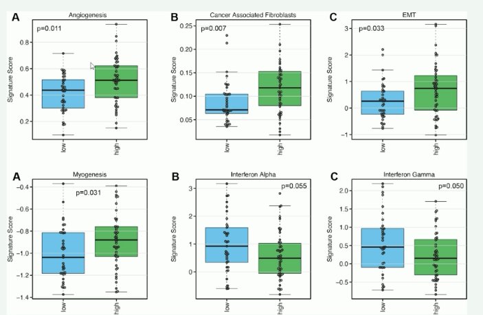 patients with lower VI-RADS scores (0–3) have higher Interferon Alpha and Gamma expression and decreased angiogenesis