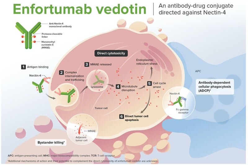 AUA 2024: How to Incorporate Enfortumab With or Without Pembrolizumab ...