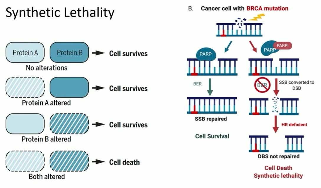 DNA repair mutations-2.jpg