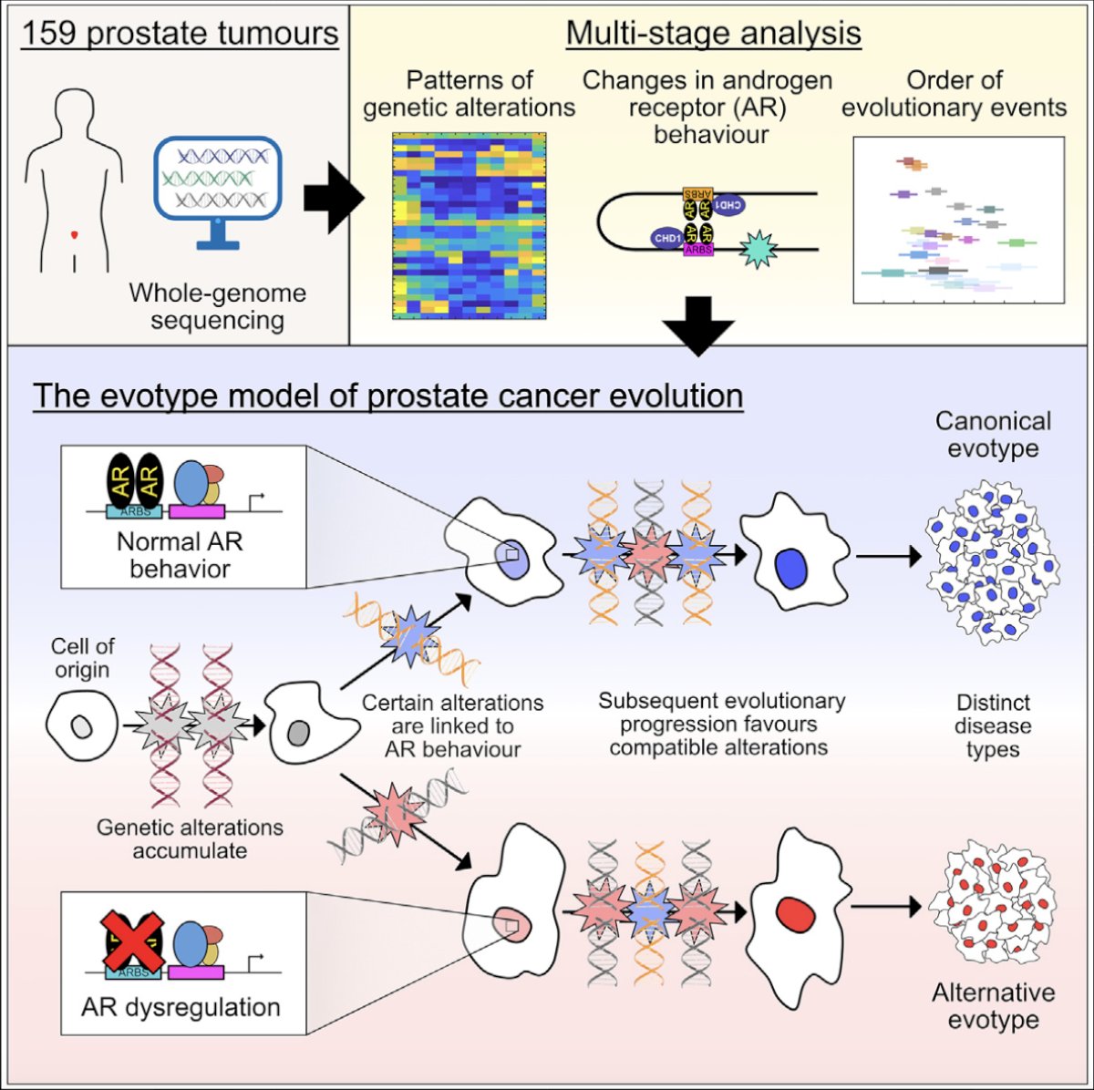 They found that integrating the results revealed two distinct types of prostate cancer that arise from divergent evolutionary trajectories