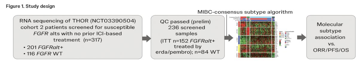 All available tumors from patients enrolled in THOR Cohort 2 (FGFR3 alteration positive; n = 201) and a subset of FGFR wildtype (n = 116), who were anti-PD-L/PD1 naïve, were used to perform whole transcriptome RNA sequencing, where 152 and 84, respectively, passed quality control
