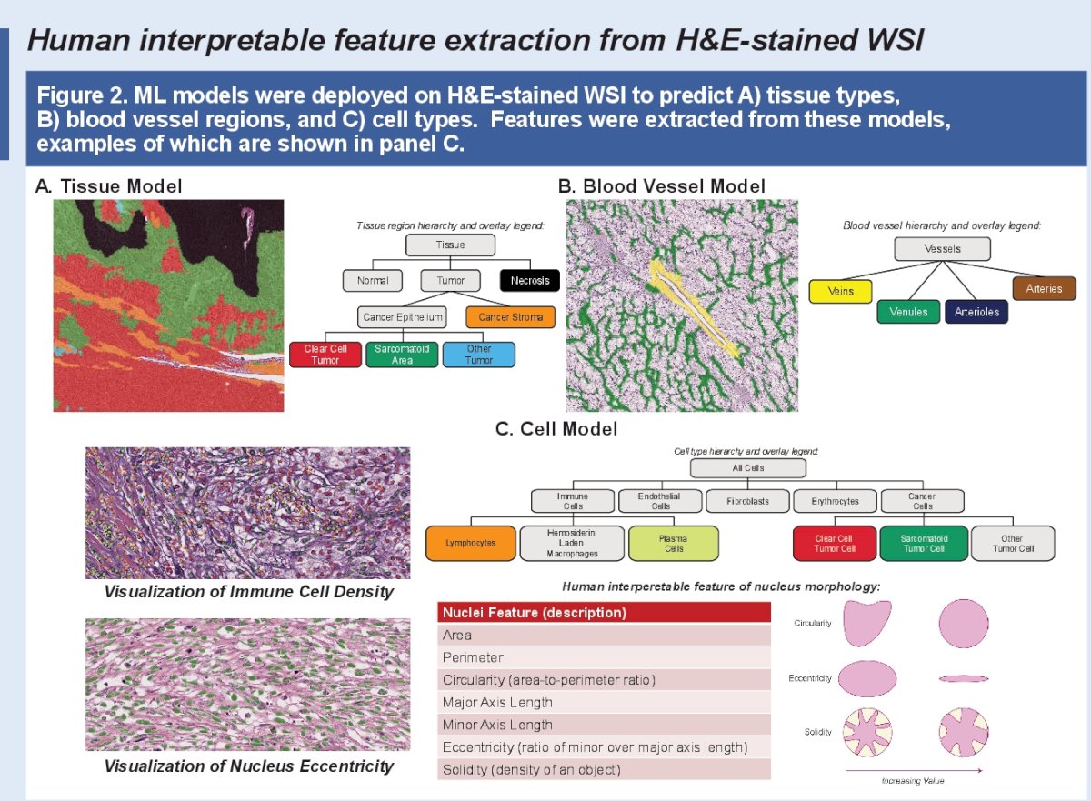 H&E derived human interpretable histological features in RCC