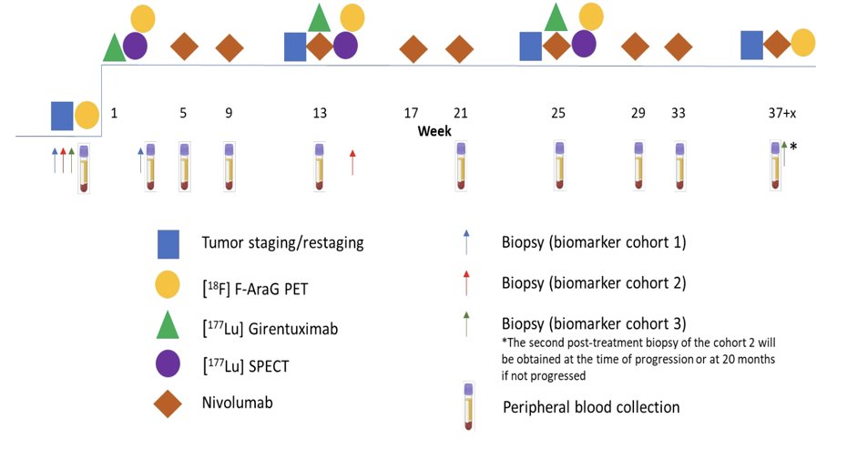 primary objective is to determine the safety and complete response rate of combination 177Lu girentuximab + nivolumab and cabozantinib in subjects with previously untreated clear cell renal cell carcinoma