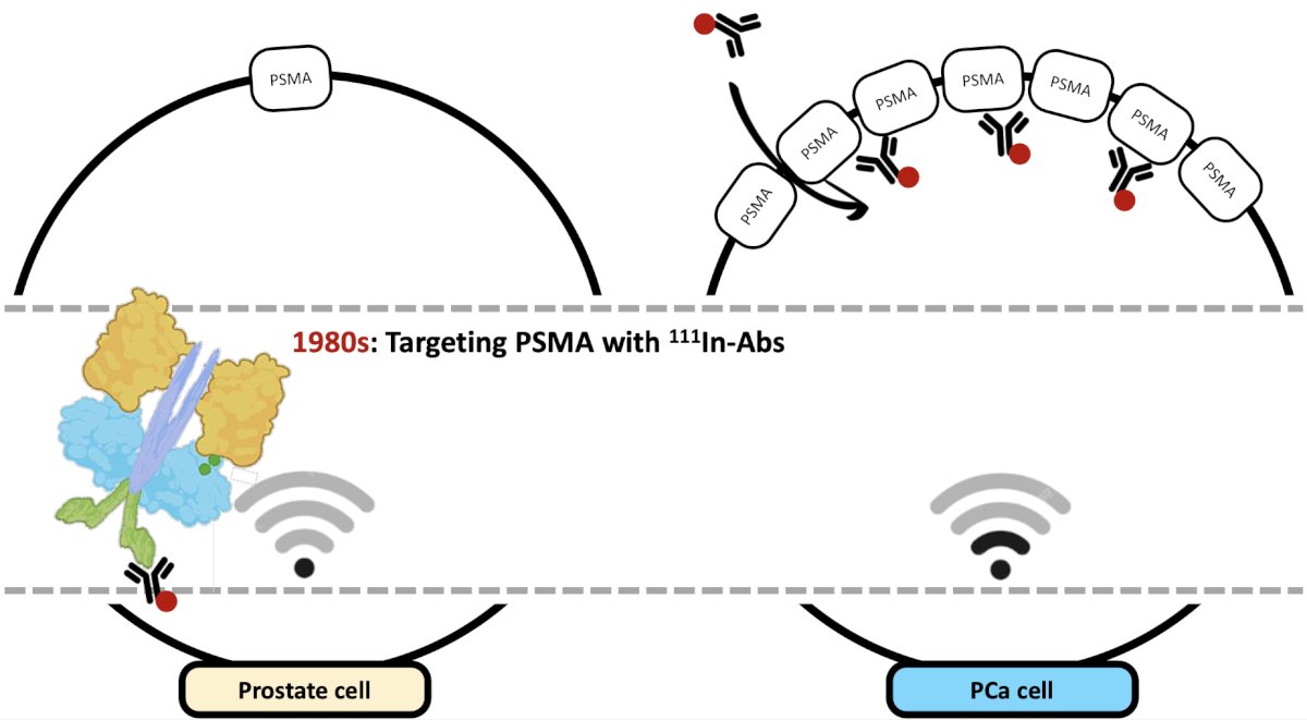 PSMA was targeted with the 111In-Abs, which required the antibody to traverse the cellular membrane and bind to the intracellular portion of the PSMA protein, with limited signal intensity