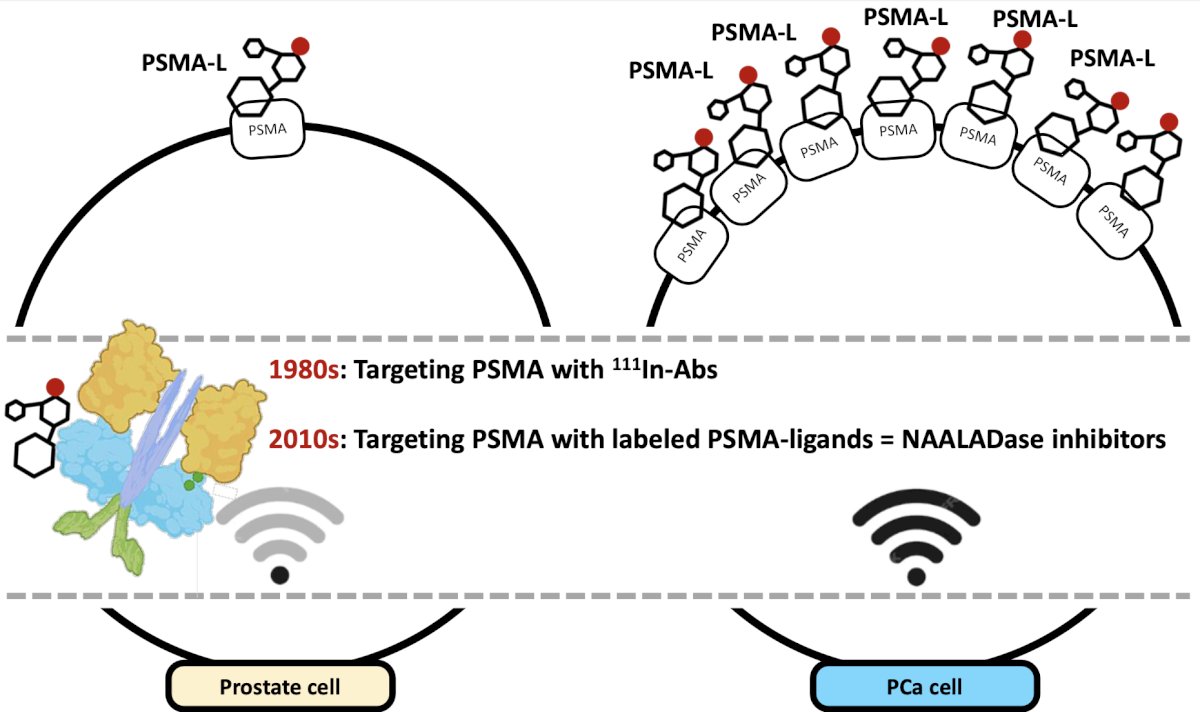 However, in the 2010s, there was development of targeting with labeled PSMA ligands, allowing targeting of the extracellular portion of the PSMA protein