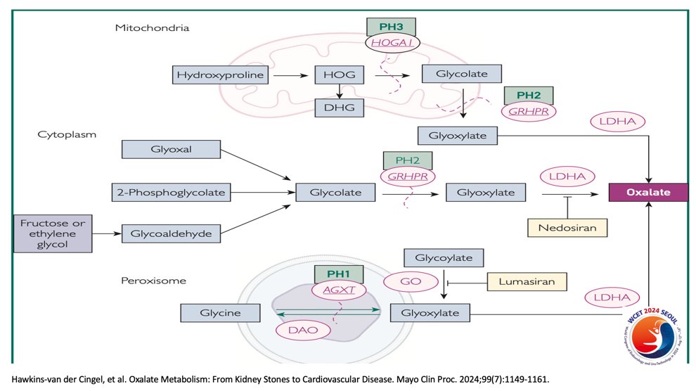 hyperoxaluria—excessive oxalate in the urine—can stem from both dietary and endogenous sources, contributing not only to kidney stones but also to oxalate nephropathy and the progression of chronic kidney disease (CKD), as calcium oxalate is practically insoluble and crystallizes in the renal tubules