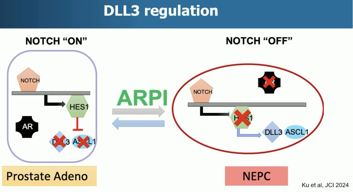 DLL3 regulation