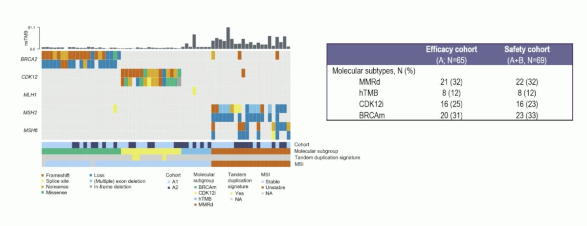 The median age was 69 [range 50-82]. Cohort A consisted of 65 patients, 21 patients had mismatch repair deficiency (32%), 8 hTMB (12%), 20 BRCA2 mutations (31%) and 16 CDK12i (25%)