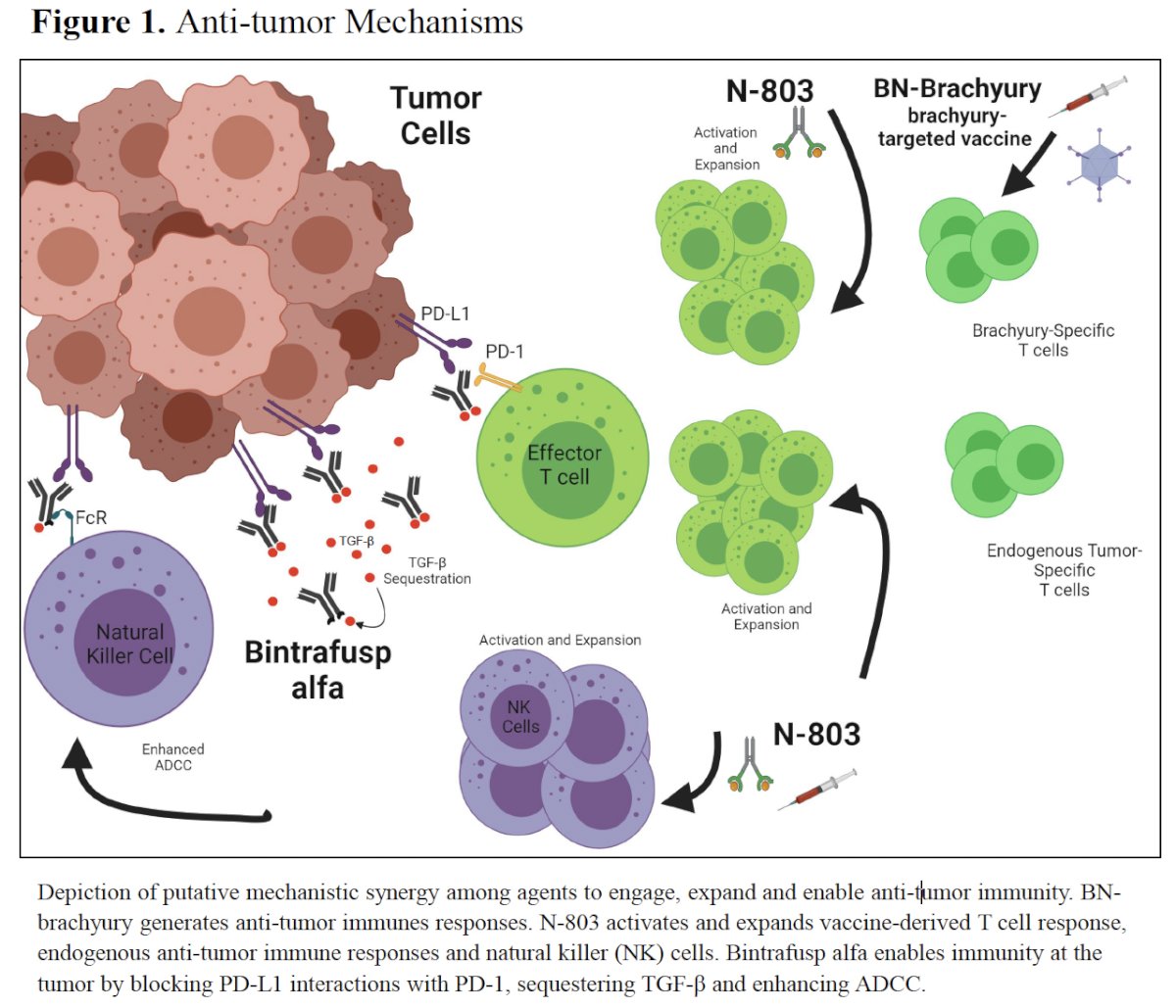 final results from the three-drug arm combining BN-brachyury vaccine with an anti-PD-L1 monoclonal antibody fused to the TGF-B-RII receptor extracellular domain (bintrafusp alfa [BA]) and an IL-15 superagonist complex (nogapendekin alfa inbakicept-pmln [N-803]) that is FDA-approved for BCG-unresponsive non-muscle invasive bladder cancer