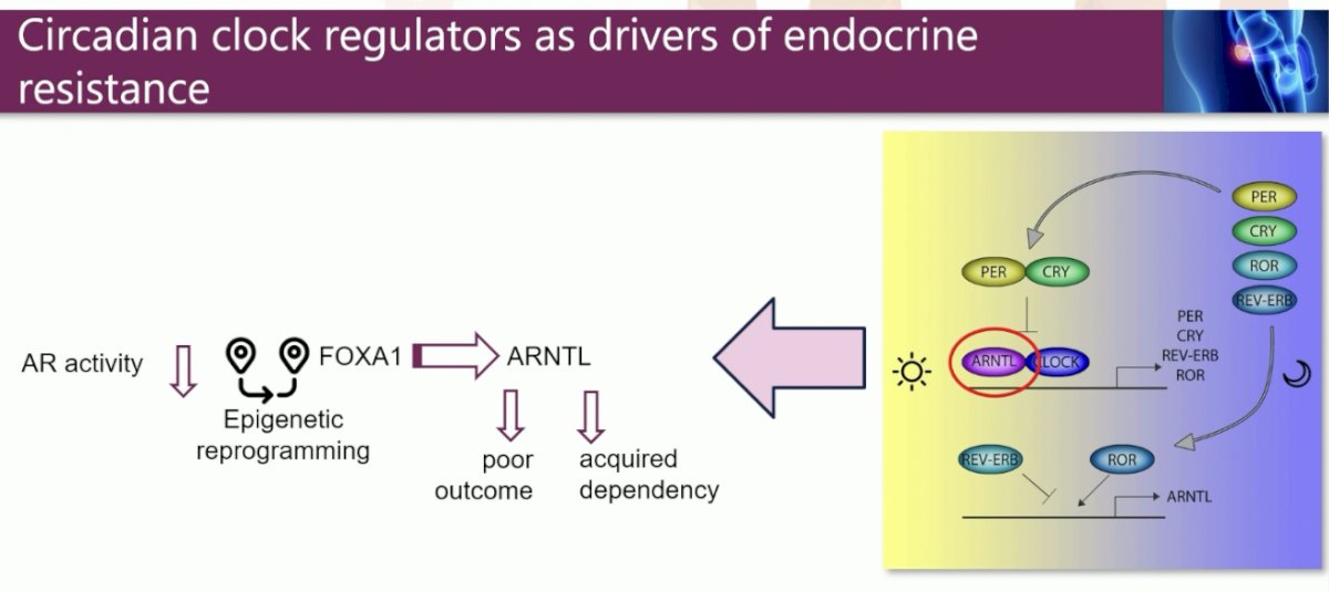 data highlighted a remarkable cistromic plasticity of FOXA1 following AR-targeted therapy and revealed an acquired dependency on the circadian regulator ARNTL, a novel candidate therapeutic target