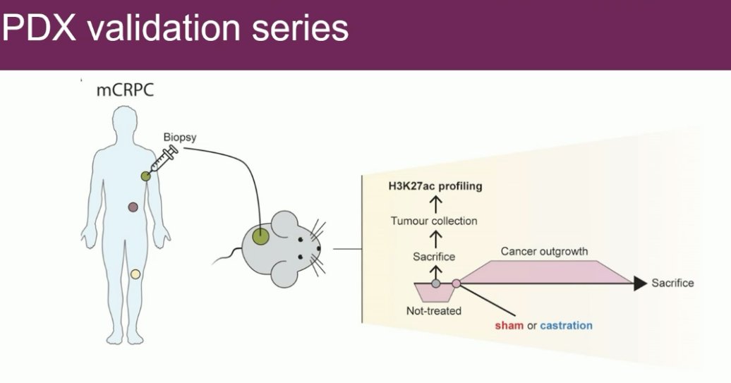 a validation of these results was performed in a PDX mouse model. mCRPC tumors were isolated from patients and transferred to the mice.