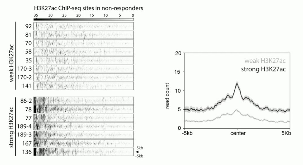 differential H3K27ac profiles in the mCRPC PDX models, where there was either a strong or weak H3K27ac signal in the H3K27ac ChIP-seq site