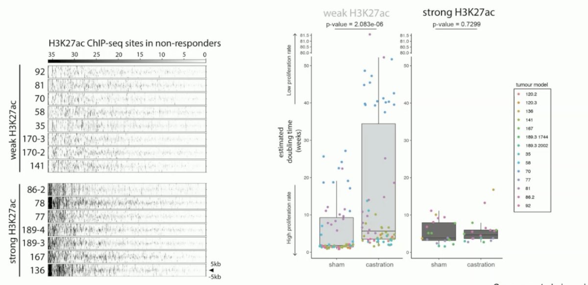 Conversely, in tumors with strong H3K27ac signaling for the resistance marker, there was no response to castration.