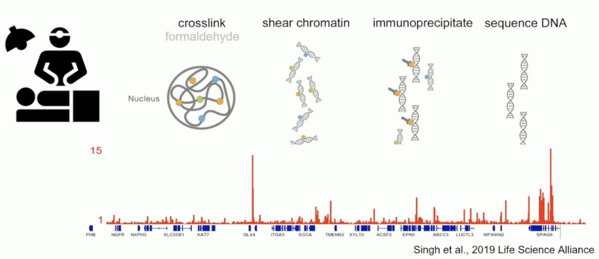 Epigenomics on clinical samples is typically performed using chromatin immunoprecipitation (ChIP)-seq analyses, whereby tissue is crosslinked, then undergoes shear chromatin, immunoprecipitation, and the DNA is finally sequenced. This technology has yielded an ∼100% success rate for all transcription factors analyzed