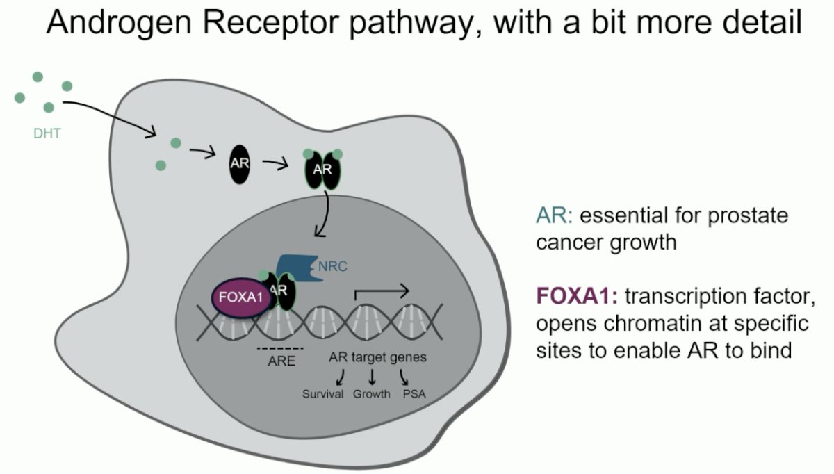 androgen receptor (AR), which is essential for prostate cancer growth, and the protein FOXA1, which is a transcription factor that opens chromatin at specific sites to enable AR to bind.